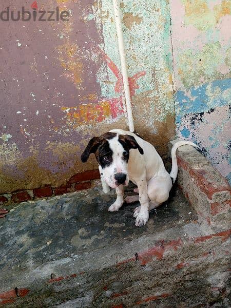كلب دوجو أرجنتيني للبيع بسعر 8000 2