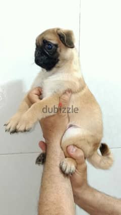 جروية pug بيور 50 يوم يوجد ذكور