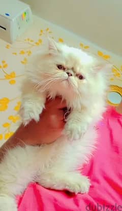 لهواة التميز والرقي اجمل دباديب قطط هيمالايا زورار بيور عمر 60 يوم