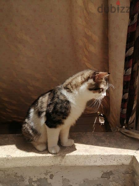 قطه شيرازي بنت ٤شهور للتبني 2