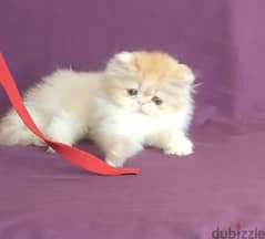 قطة صغيرة أنثى ڤان دبدوبة ما شاء الله