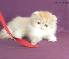 قطة صغيرة ڤان دبدوبة