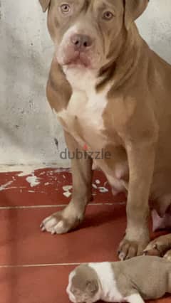 Pitbull female 1.3 years red nose green eyes