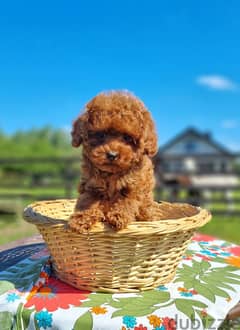 Toy Poodle Male Imported From the Biggest Kennels in Europe