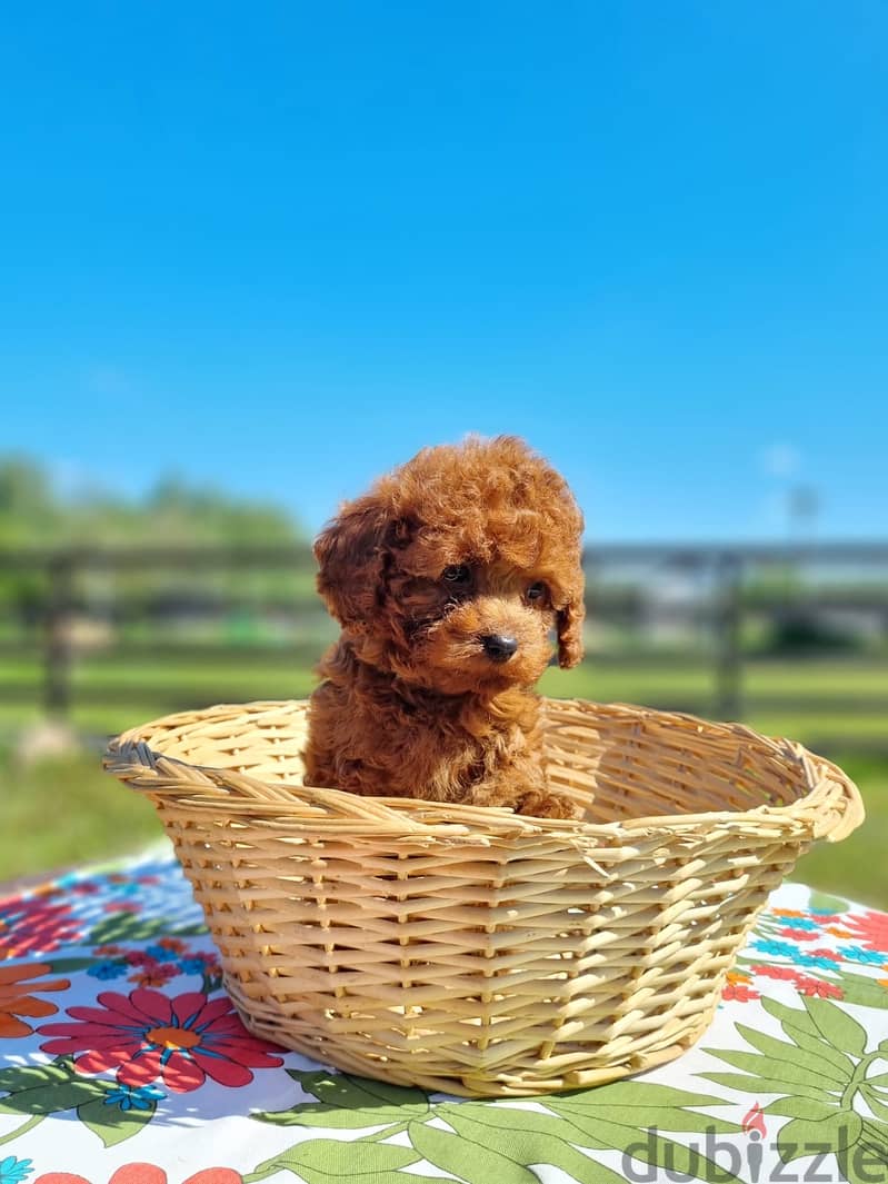 Toy Poodle Male Imported From the Biggest Kennels in Europe 1