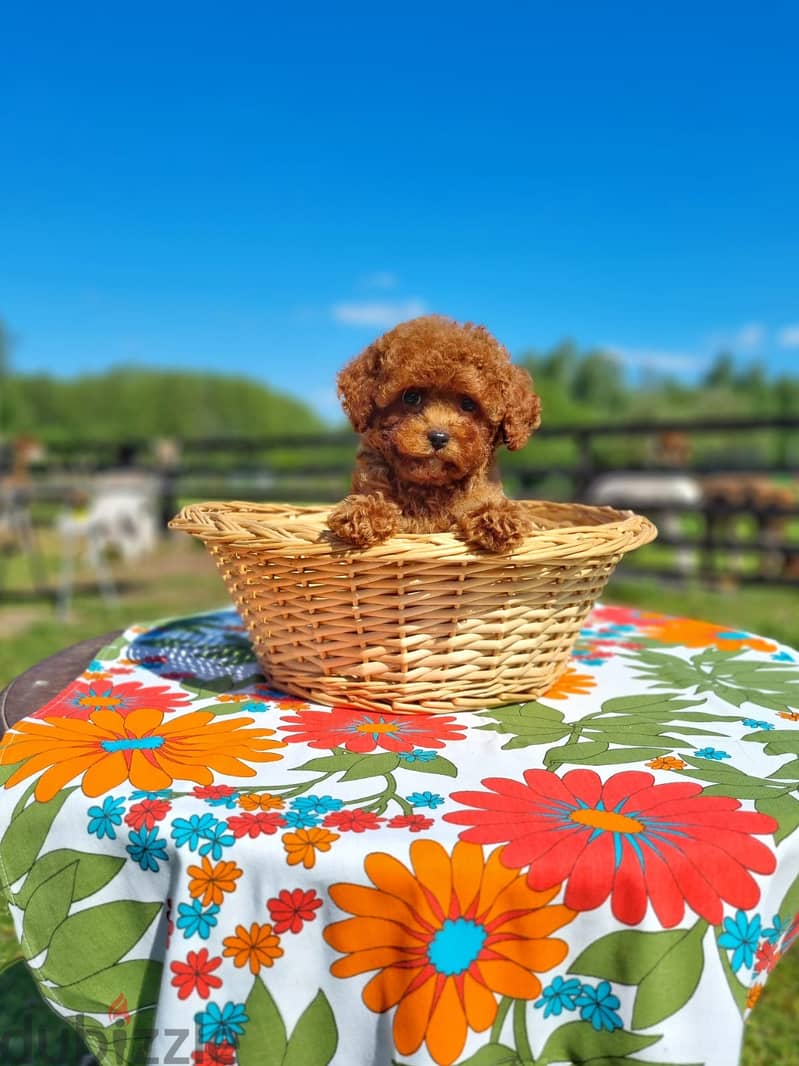 Toy Poodle Female Imported From the Biggest Kennels in Europe 2