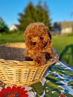 Toy Poodle Male Teddy Face Imported with all documents