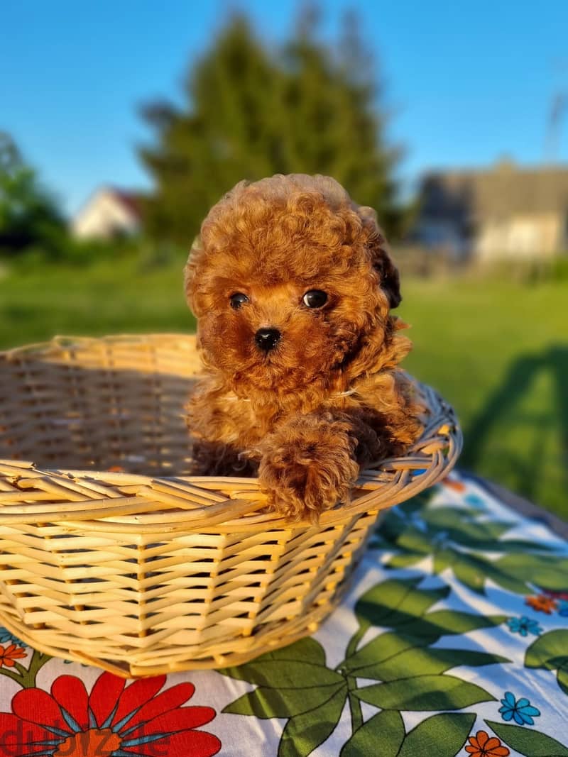 Toy Poodle Male Teddy Face Imported with all documents 1