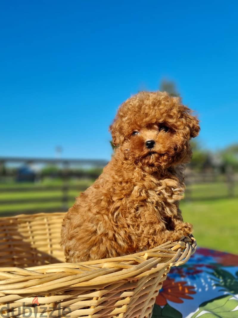 Toy Poodle Male Teddy Face Imported with all documents 2