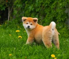 Beautiful Female and Male Japanese Akita from Russia