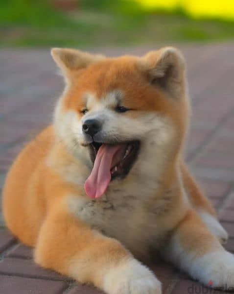 Beautiful Female and Male Japanese Akita from Russia 1