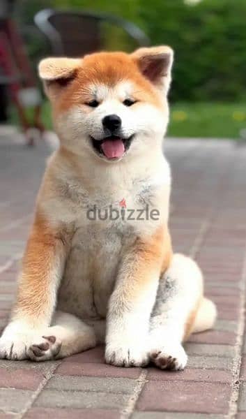 Beautiful Female and Male Japanese Akita from Russia 3