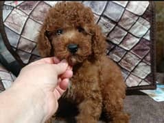 Poodle Male From Russia Red Brown 0