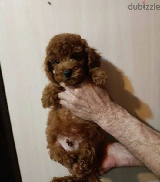 Poodle Male From Russia Red Brown 1