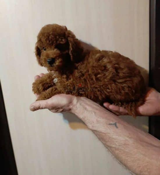 Poodle Male From Russia Red Brown 2