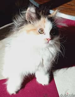قطة شيرازى كاليكو ذكية جدا و حنونة