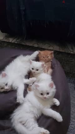shirazi kittens
