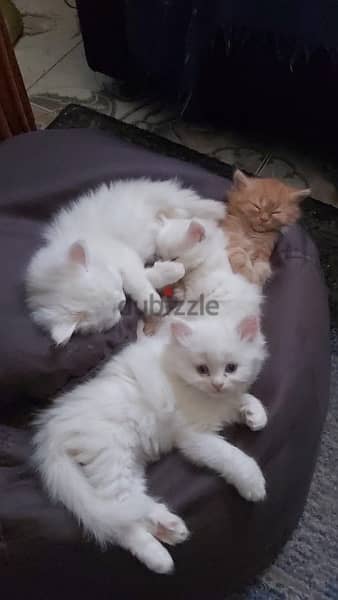 shirazi kittens 1