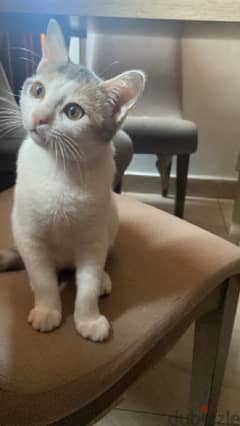 قطة بنت رومي للتبني ٣ شهور 0