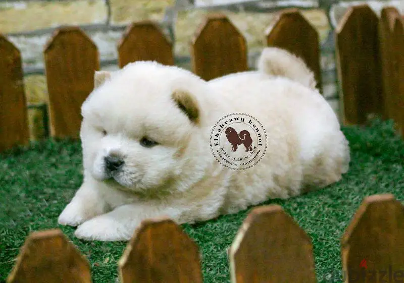 Chow Chow puppies available, 45 days old, all colors, various ages