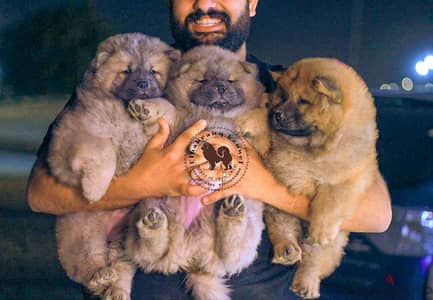 متاح جراوي تشاو تشاو chow chow كل الألوان اعمار مختلفه