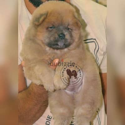 عرض لمده اسبوع بس اح جراوي تشاو تشاو chow chow كل الألوان اعمار مختلفه