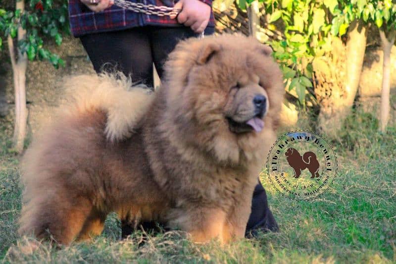 متاح ١٥ ذكر تشاو تشاو chow chow  كل الألوان للجواز بجراوي 9