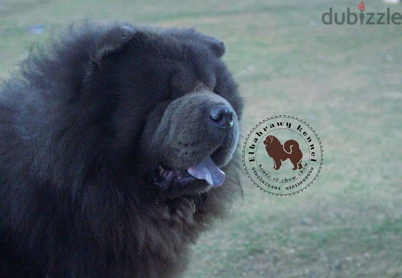 متاح ١٥ ذكر تشاو تشاو chow chow  كل الألوان للجواز بجراوي 12