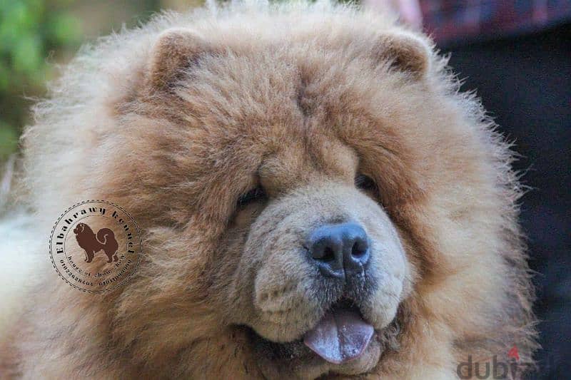 متاح ١٥ ذكر تشاو تشاو chow chow  كل الألوان للجواز بجراوي 13