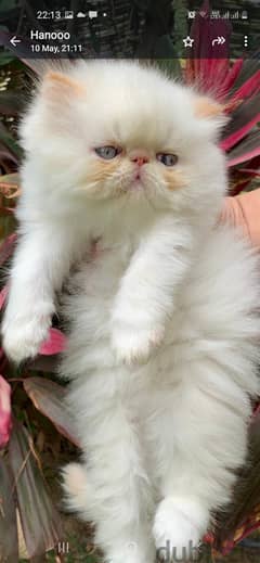 قطة هيمالايا اورانج بيكي فيس زورار بيور للبيع