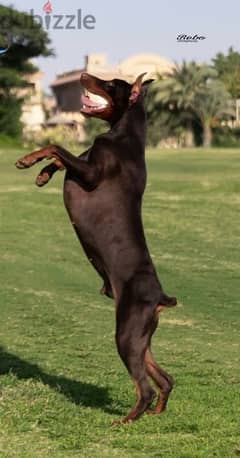 Doberman puppies