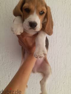 Beagle puppy جرو بيجل 0
