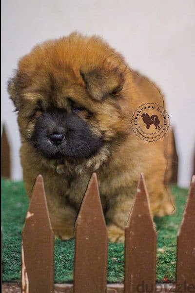 تشاو تشاو chow chow with pedegree fci 7