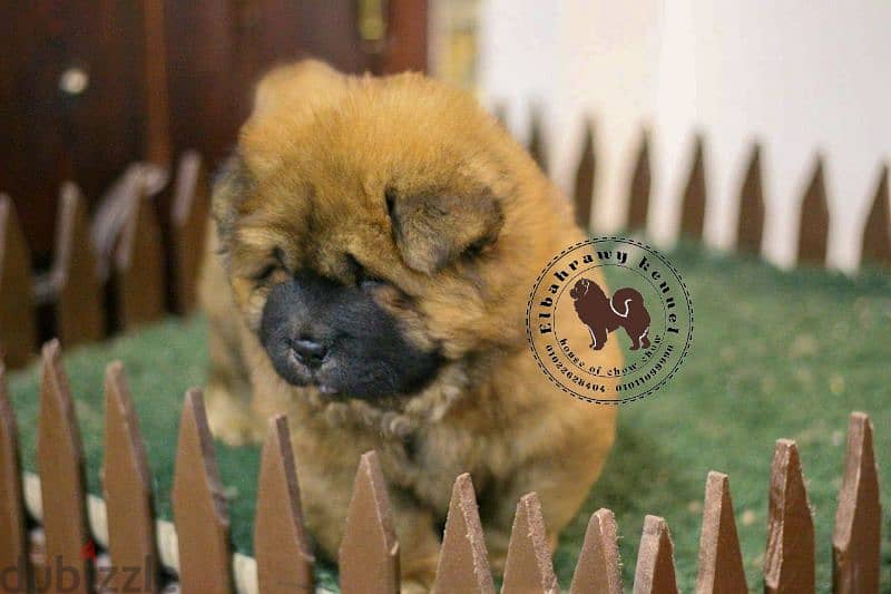 تشاو تشاو chow chow with pedegree fci 9