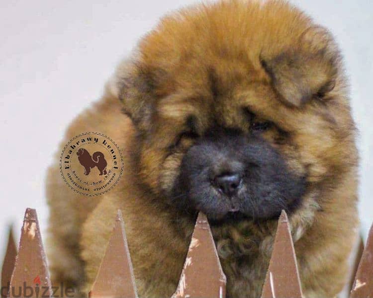 تشاو تشاو chow chow with pedegree fci 10