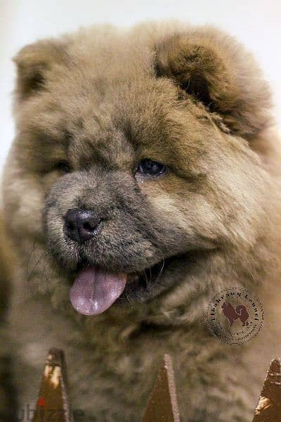 تشاو تشاو chow chow with pedegree fci 11