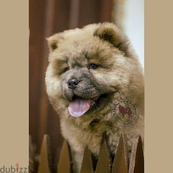 تشاو تشاو chow chow with pedegree fci 18