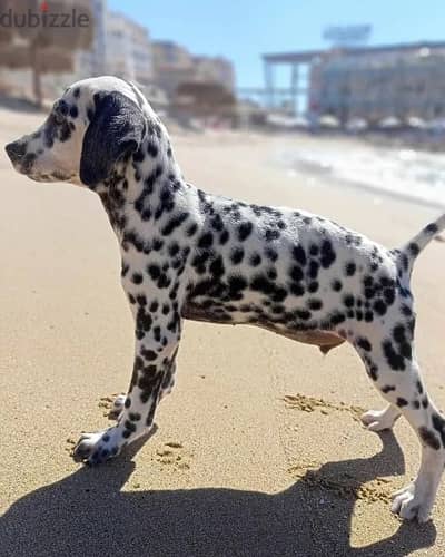 Dalmatian puppies 60 days