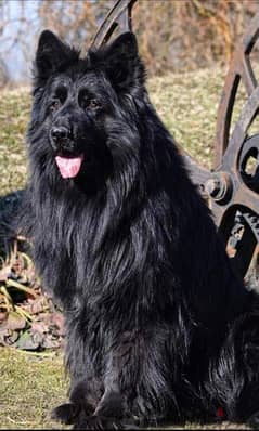 German shepherd Royal black puppies champions quality
