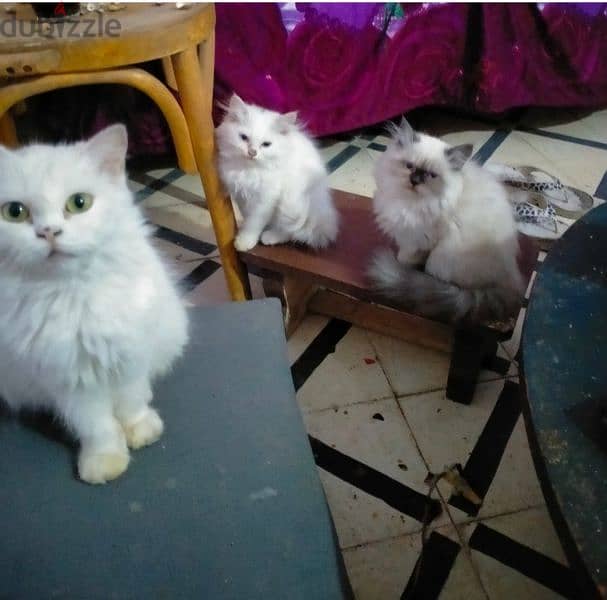 3 قطط هيملايه اصلي مطعمين كلهم 3