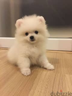 بومرينيان اعلى مستوى بومرنيان  Pomeranian puppies