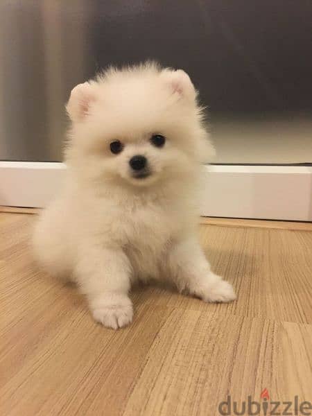 بومرينيان اعلى مستوى بومرنيان  Pomeranian puppies 0