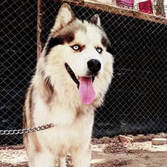 كلب هاسكي مالموت الاسكا مستوي عالي جدا للتواصل 01159394200 0