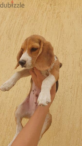 Beagle Puppy كلب بيجل 1