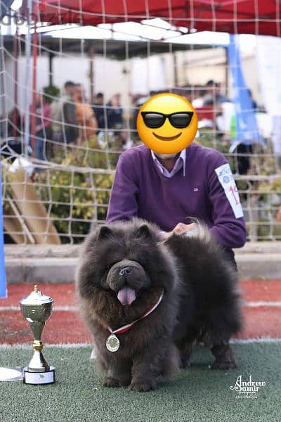 متاح 15 ذكر تشاو  chow chow تشاو للجواز كل ألالوان 10