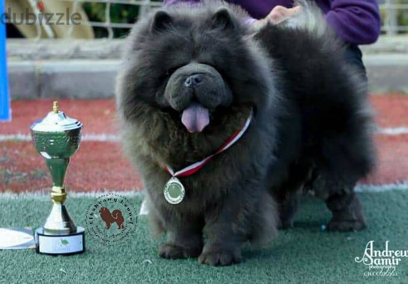 متاح 15 ذكر تشاو  chow chow تشاو للجواز كل ألالوان 11