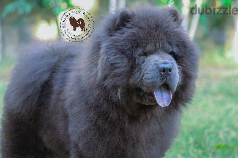 متاح 15 ذكر تشاو  chow chow تشاو للجواز كل ألالوان 13