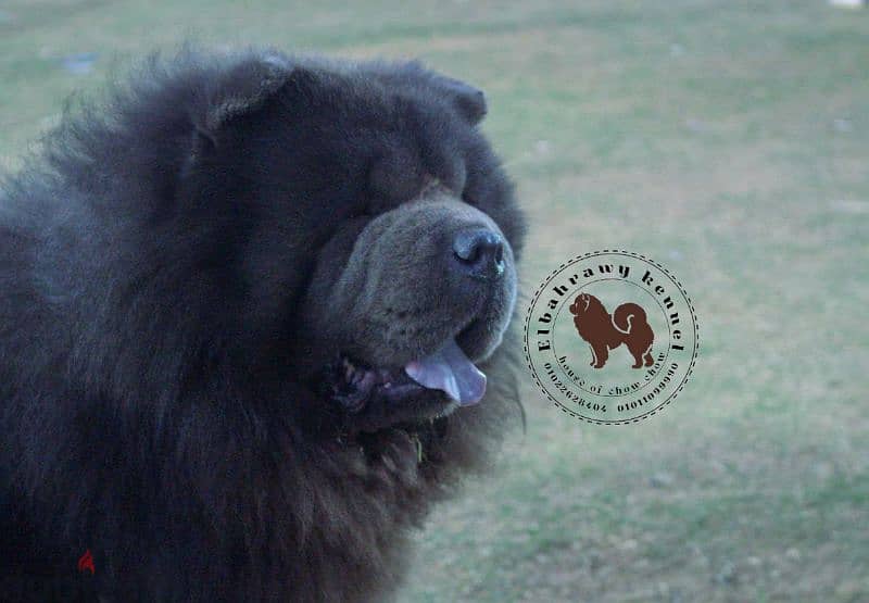 متاح 15 ذكر تشاو  chow chow تشاو للجواز كل ألالوان 14