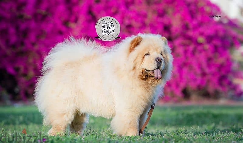 متاح 15 ذكر تشاو  chow chow تشاو للجواز كل ألالوان 15