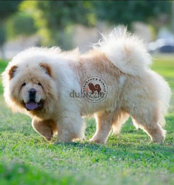 متاح 15 ذكر تشاو  chow chow تشاو للجواز كل ألالوان 16